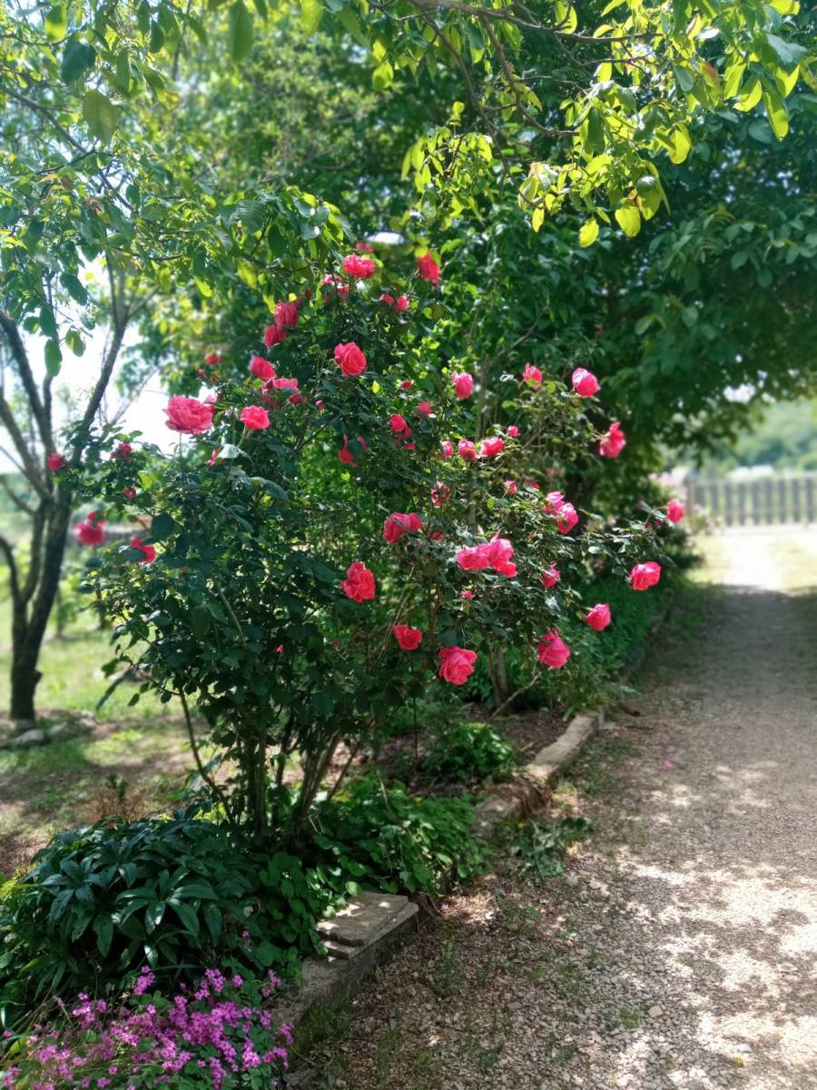 Hiša s kar 1500 m2 vrta - mesto Krk