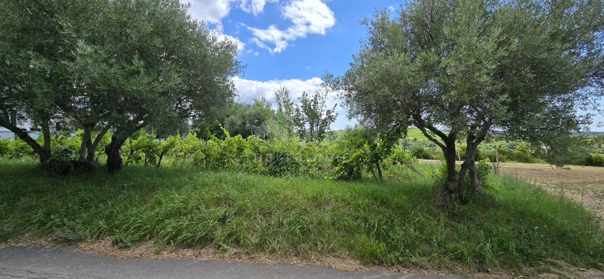 ISTRA, BUJE - Gradbeno zemljišče na robu gradbenega območja, panoramski razgled