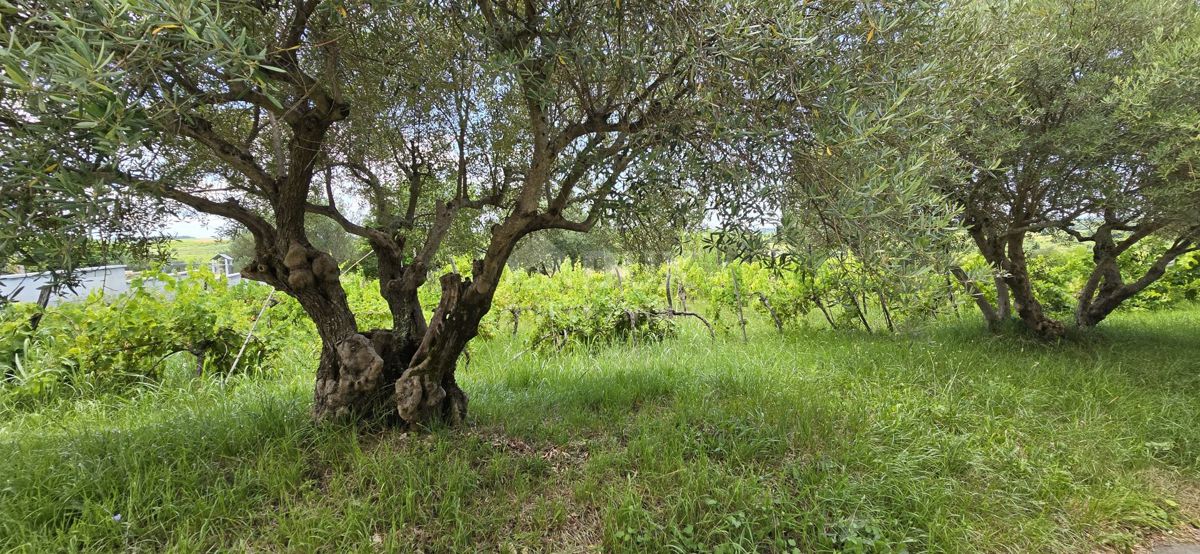 ISTRA, BUJE - Gradbeno zemljišče na robu gradbenega območja, panoramski razgled