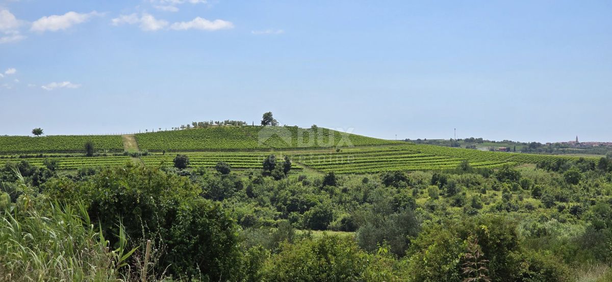 ISTRA, BUJE - Gradbeno zemljišče na robu gradbenega območja, panoramski razgled