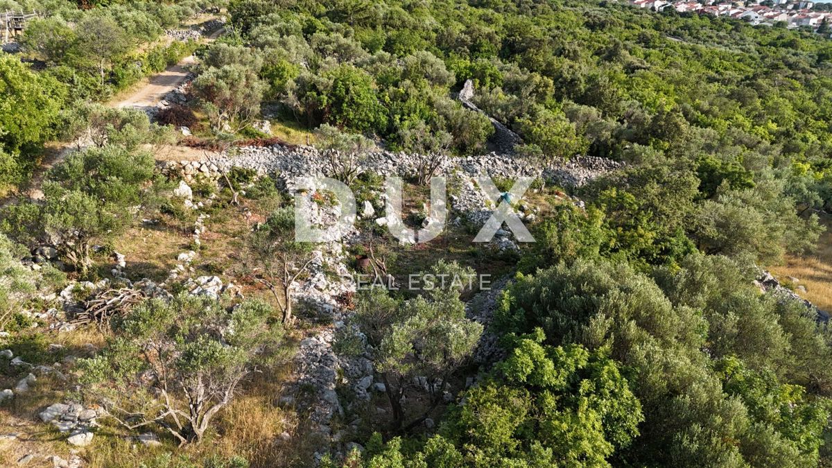 OTOK KRK, PUNAT - Kaskadni oljčni nasad z dostopno cesto