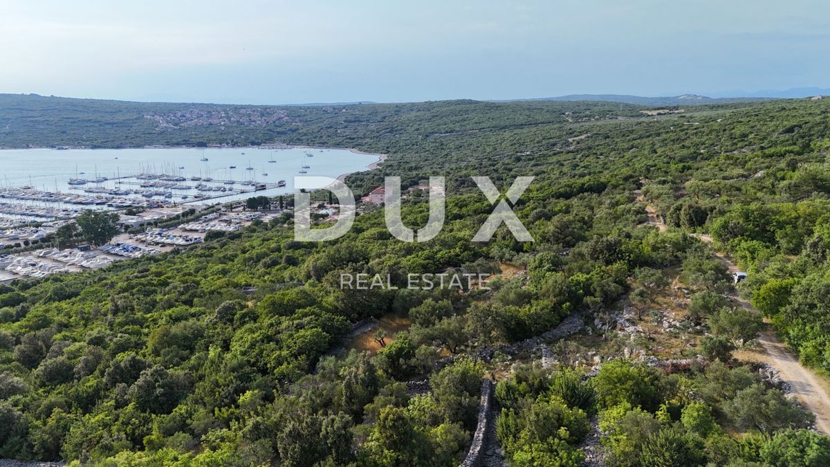 OTOK KRK, PUNAT - Kaskadni oljčni nasad z dostopno cesto