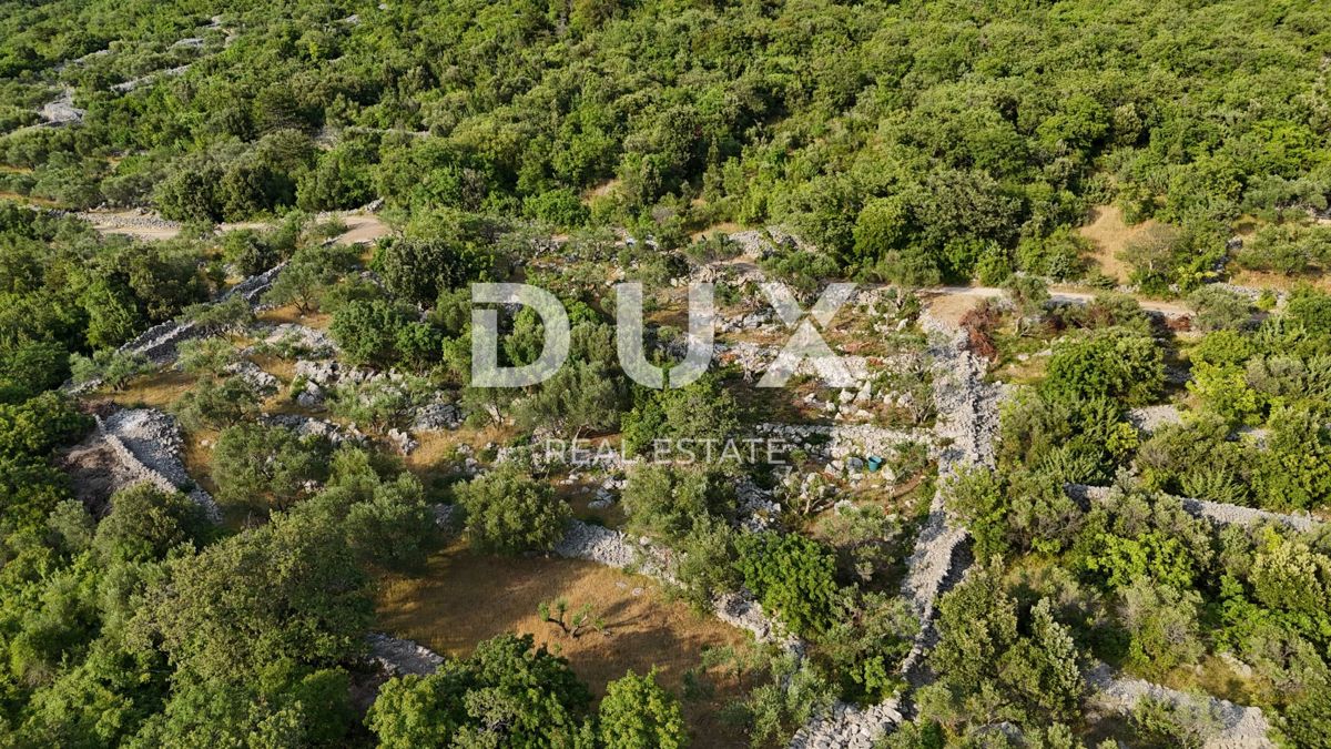 OTOK KRK, PUNAT - Kaskadni oljčni nasad z dostopno cesto