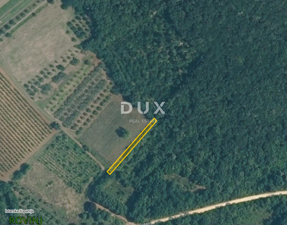 ISTRA, ROVINJ - Oljčni nasad z 20 let starimi oljkami