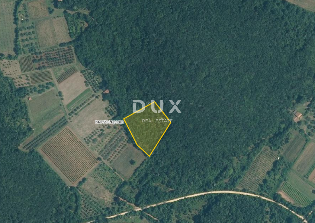 ISTRA, ROVINJ - Oljčni nasad z 20 let starimi oljkami