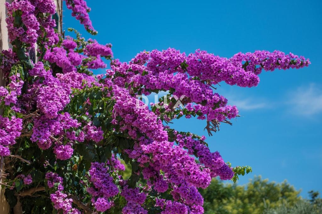 Hiša Novalja, 510m2