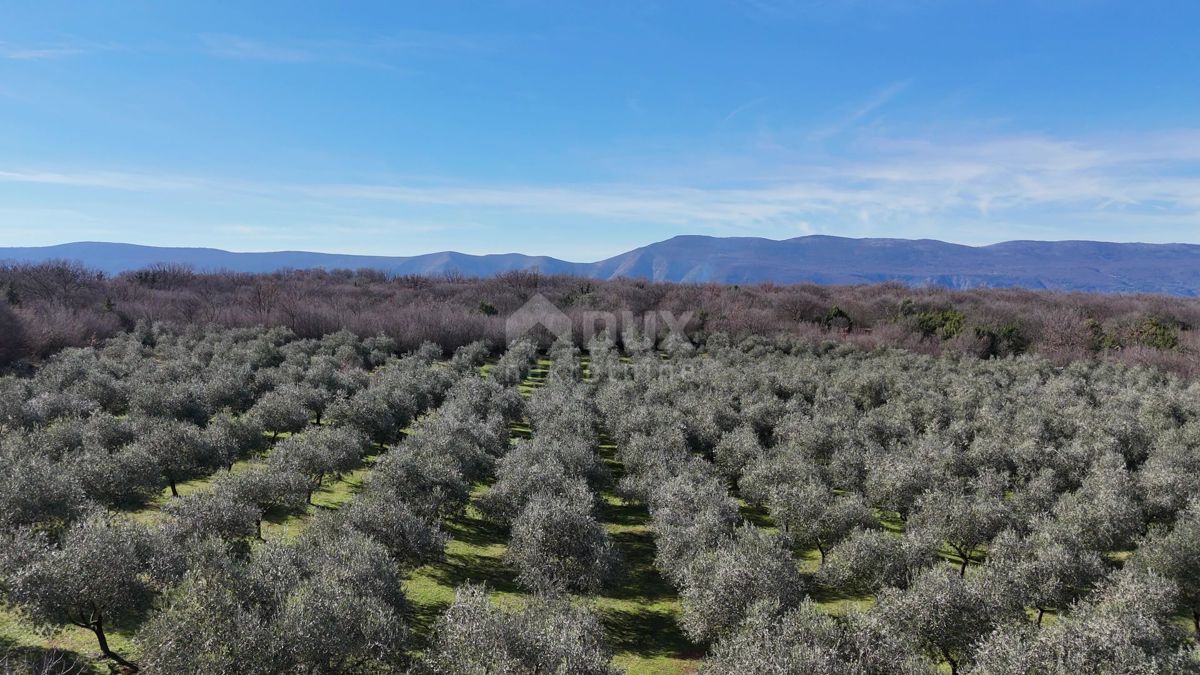 OTOK KRK, ŠOTOVENTO - Čudovit oljčni nasad 