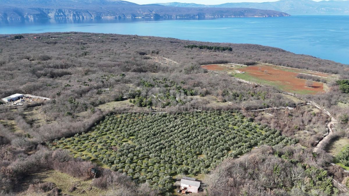 OTOK KRK, ŠOTOVENTO - Čudovit oljčni nasad 