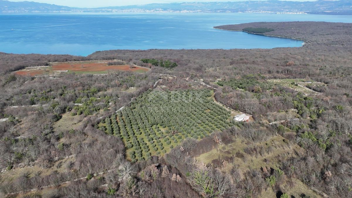 OTOK KRK, ŠOTOVENTO - Čudovit oljčni nasad 