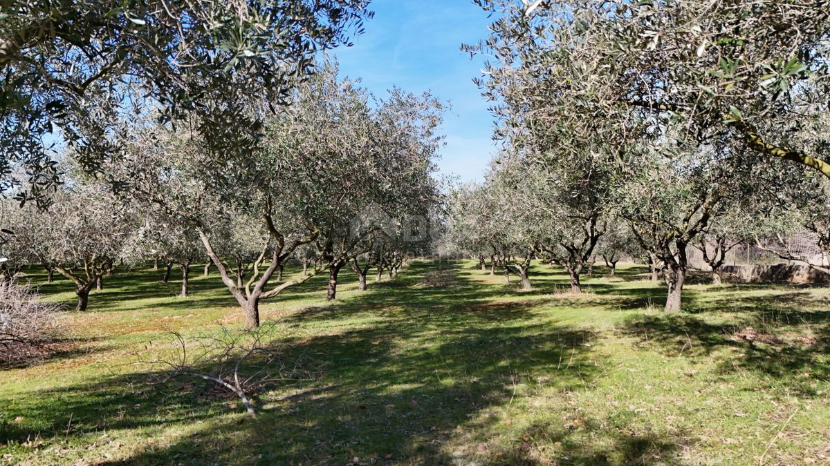 OTOK KRK, ŠOTOVENTO - Čudovit oljčni nasad 