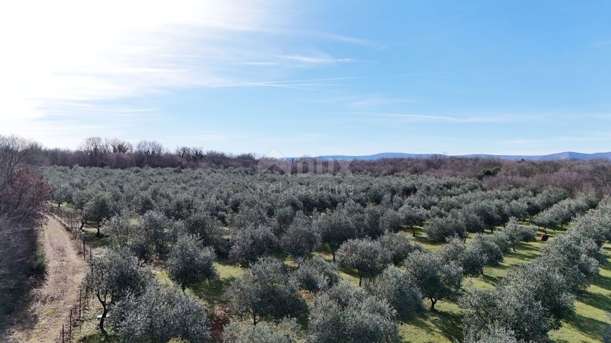 OTOK KRK, ŠOTOVENTO - Čudovit oljčni nasad 