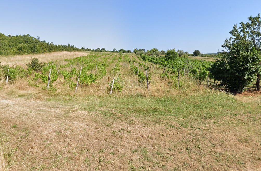 ISTRA, BALE - Kmetijsko zemljišče z bogatim vinogradom in oljčnim nasadom