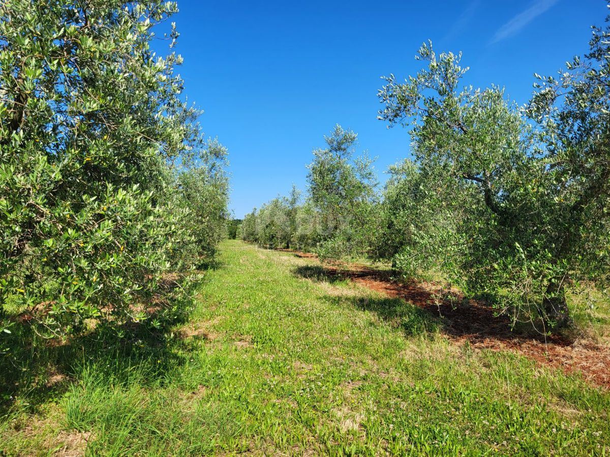 ISTRA, NOVIGRAD - Prostran oljčnik s 300 oljkami in gospodarskim poslopjem