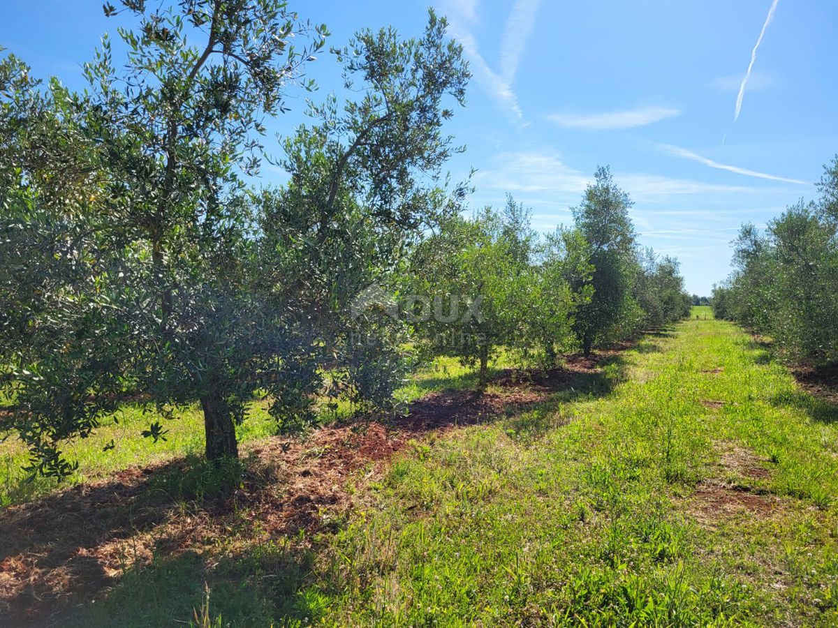 ISTRA, NOVIGRAD - Prostran oljčnik s 300 oljkami in gospodarskim poslopjem