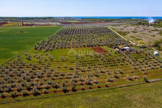 ISTRA, NOVIGRAD - Prostran oljčnik s 300 oljkami in gospodarskim poslopjem