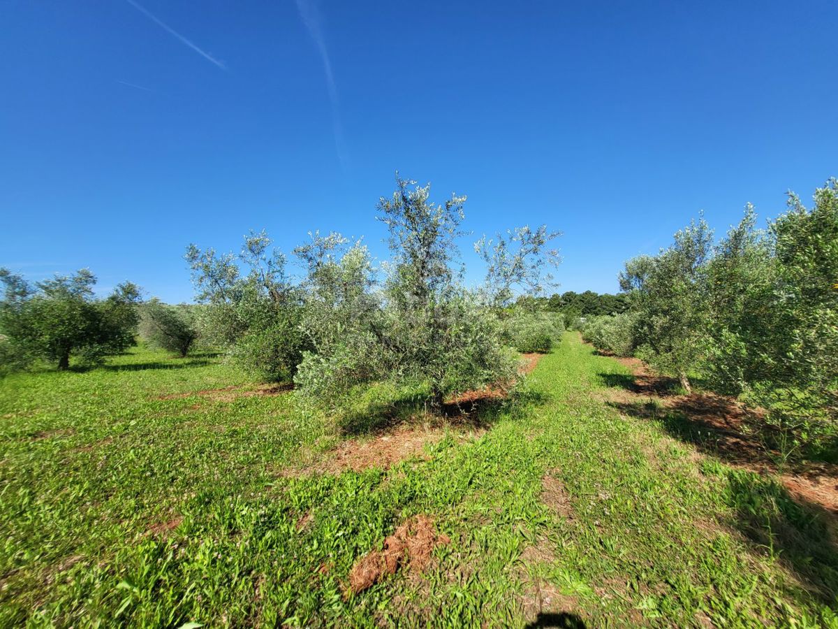 ISTRA, NOVIGRAD - Prostran oljčnik s 300 oljkami in gospodarskim poslopjem