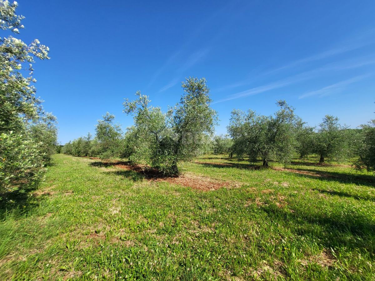 ISTRA, NOVIGRAD - Prostran oljčnik s 300 oljkami in gospodarskim poslopjem