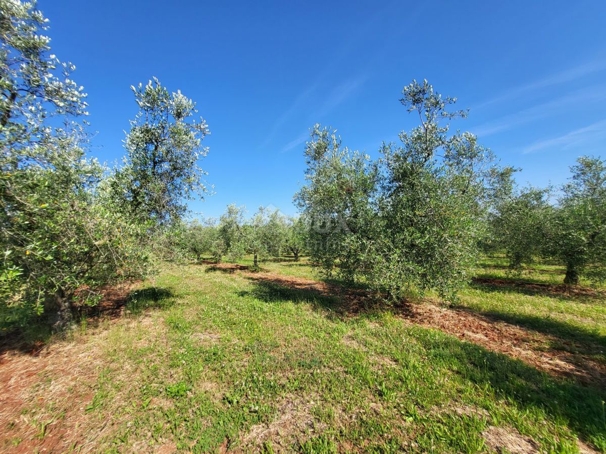 ISTRA, NOVIGRAD - Prostran oljčnik s 300 oljkami in gospodarskim poslopjem