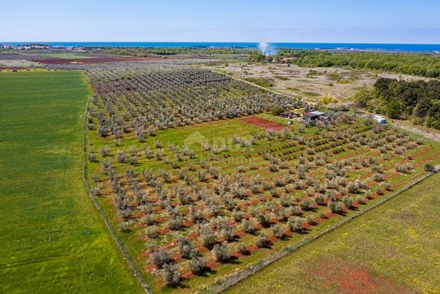 ISTRA, NOVIGRAD - Prostran oljčnik s 300 oljkami in gospodarskim poslopjem