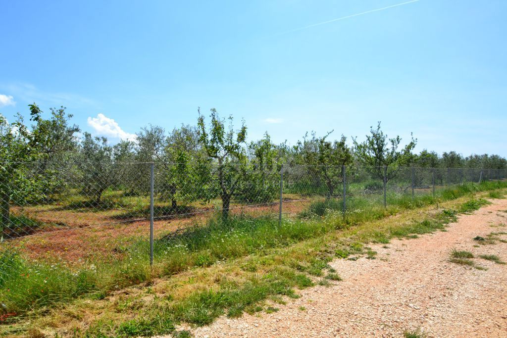 ISTRA, NOVIGRAD - Prostran oljčnik s 300 oljkami in gospodarskim poslopjem