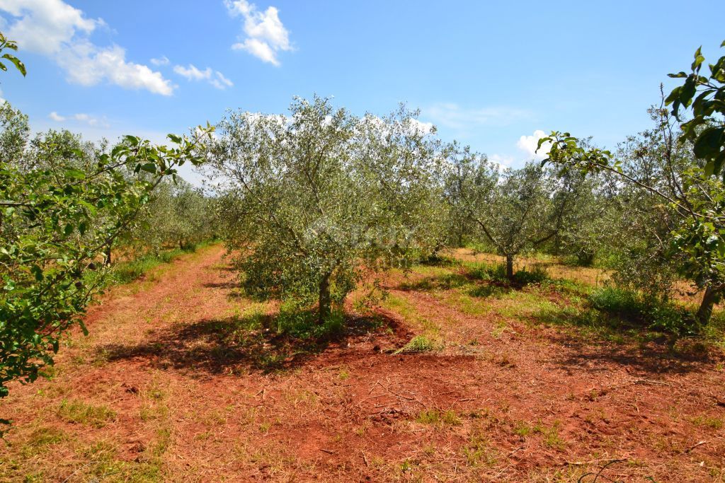 ISTRA, NOVIGRAD - Prostran oljčnik s 300 oljkami in gospodarskim poslopjem