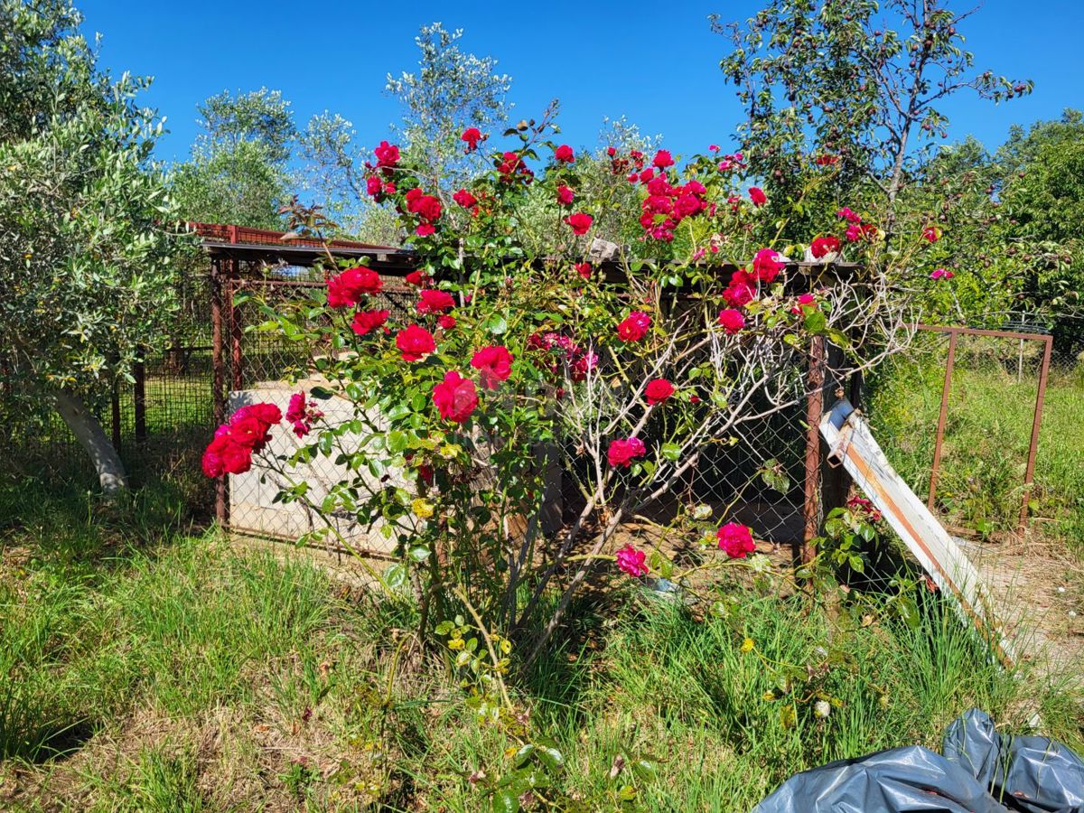 ISTRA, NOVIGRAD - Prostran oljčnik s 300 oljkami in gospodarskim poslopjem