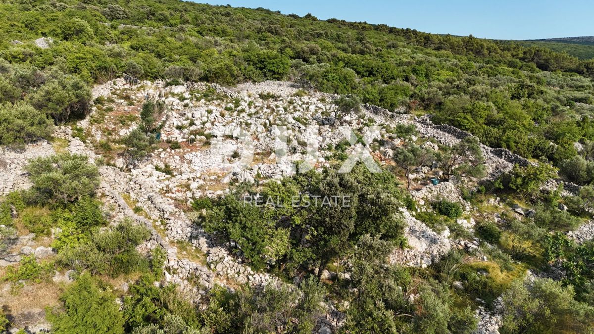 OTOK KRK, PUNAT - Mlad oljčni nasad z odprtim pogledom na morje in Košljun
