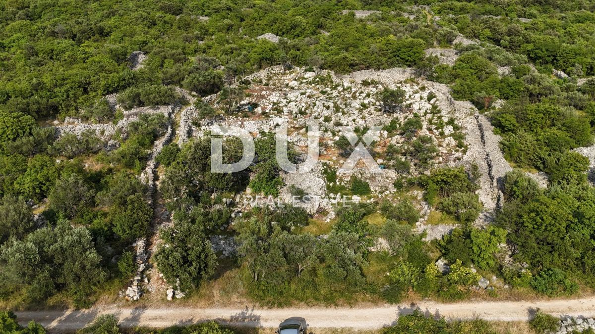 OTOK KRK, PUNAT - Mlad oljčni nasad z odprtim pogledom na morje in Košljun