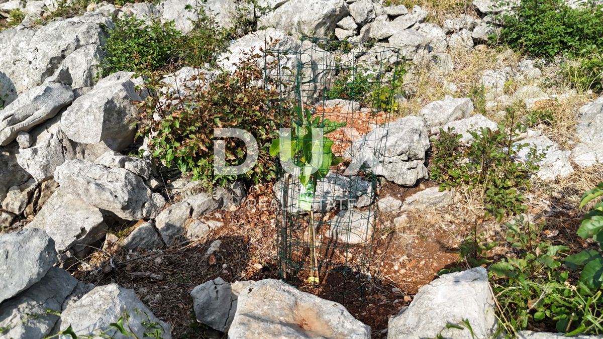 OTOK KRK, PUNAT - Mlad oljčni nasad z odprtim pogledom na morje in Košljun