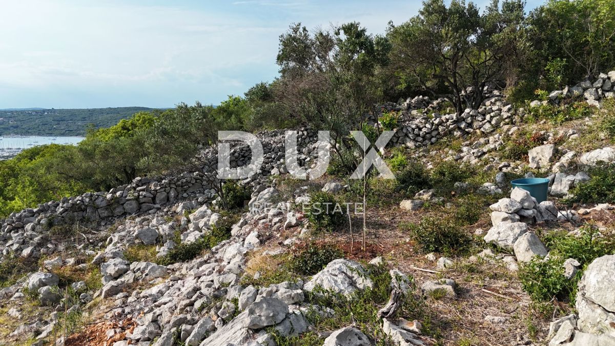 OTOK KRK, PUNAT - Mlad oljčni nasad z odprtim pogledom na morje in Košljun