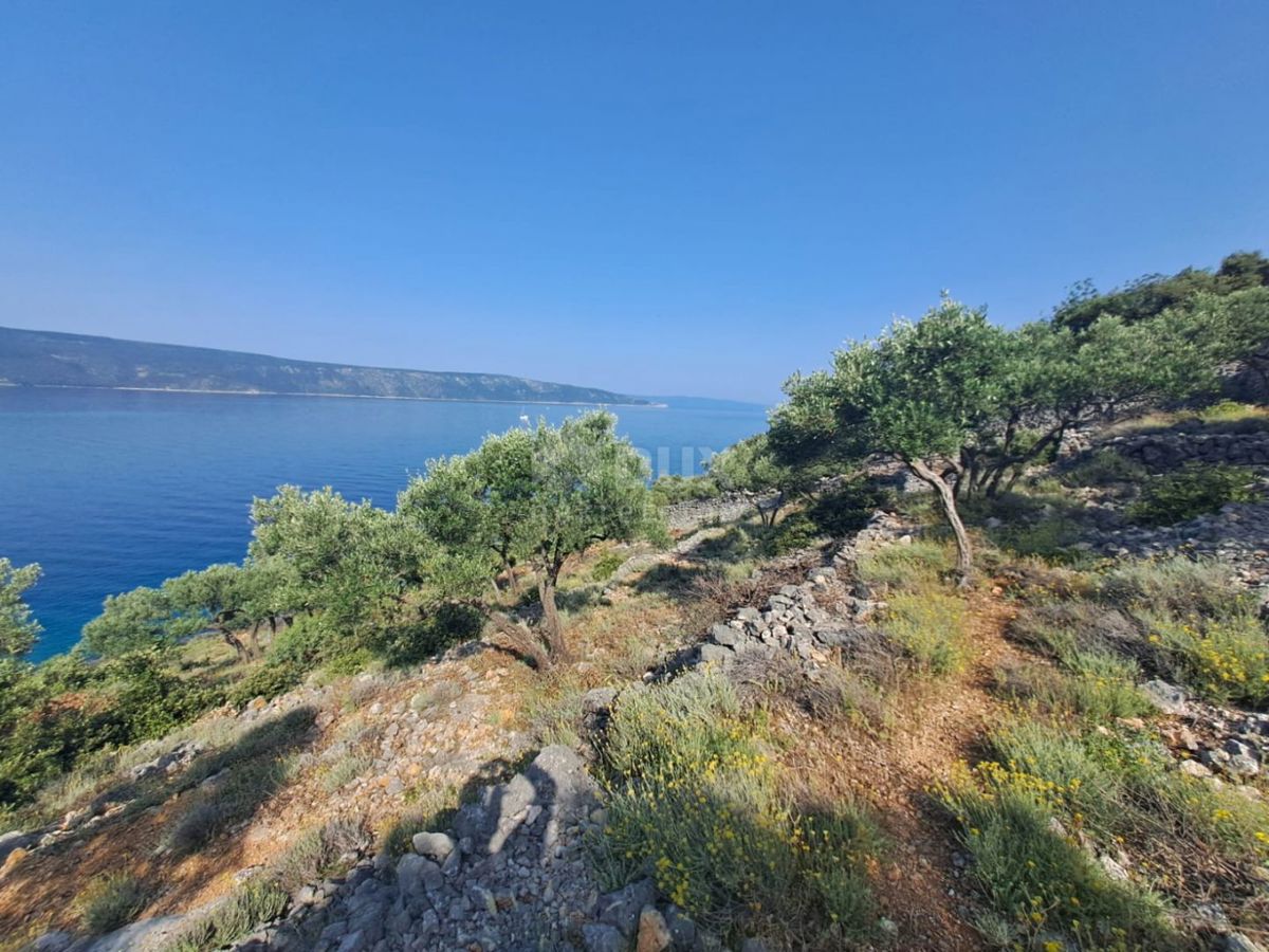 OTOK CRES - Oljčni nasad, prvi red ob morju