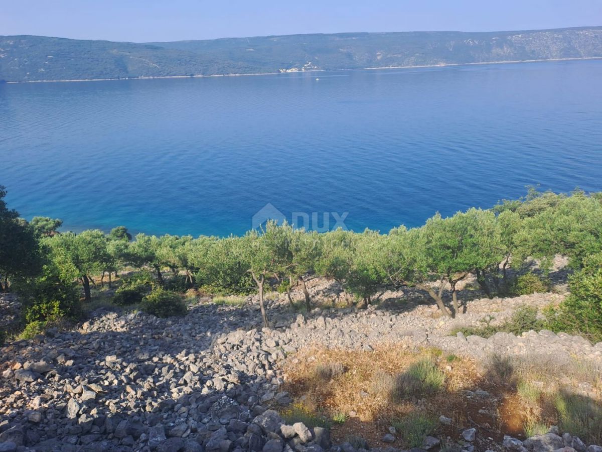 OTOK CRES - Oljčni nasad, prvi red ob morju