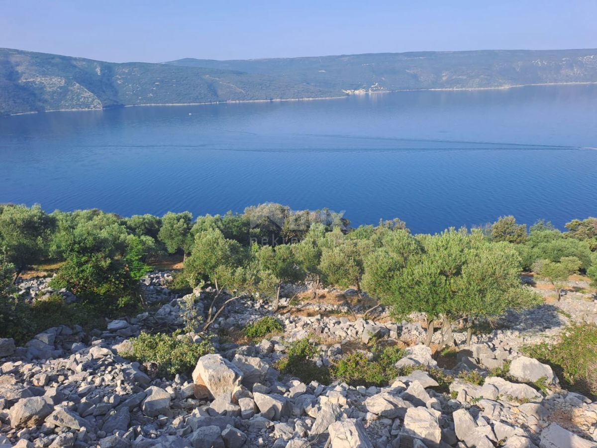 OTOK CRES - Oljčni nasad, prvi red ob morju