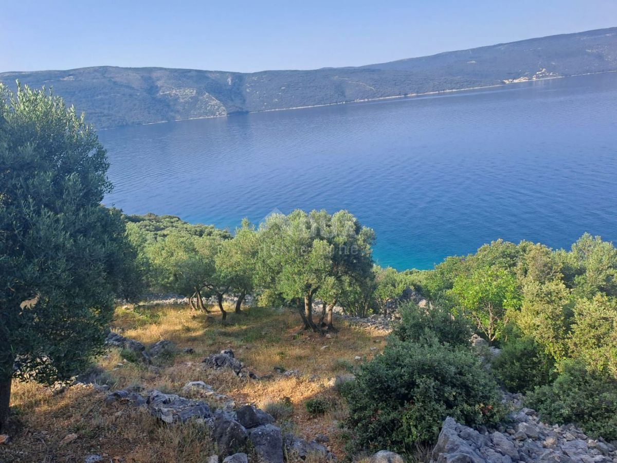 OTOK CRES - Oljčni nasad, prvi red ob morju