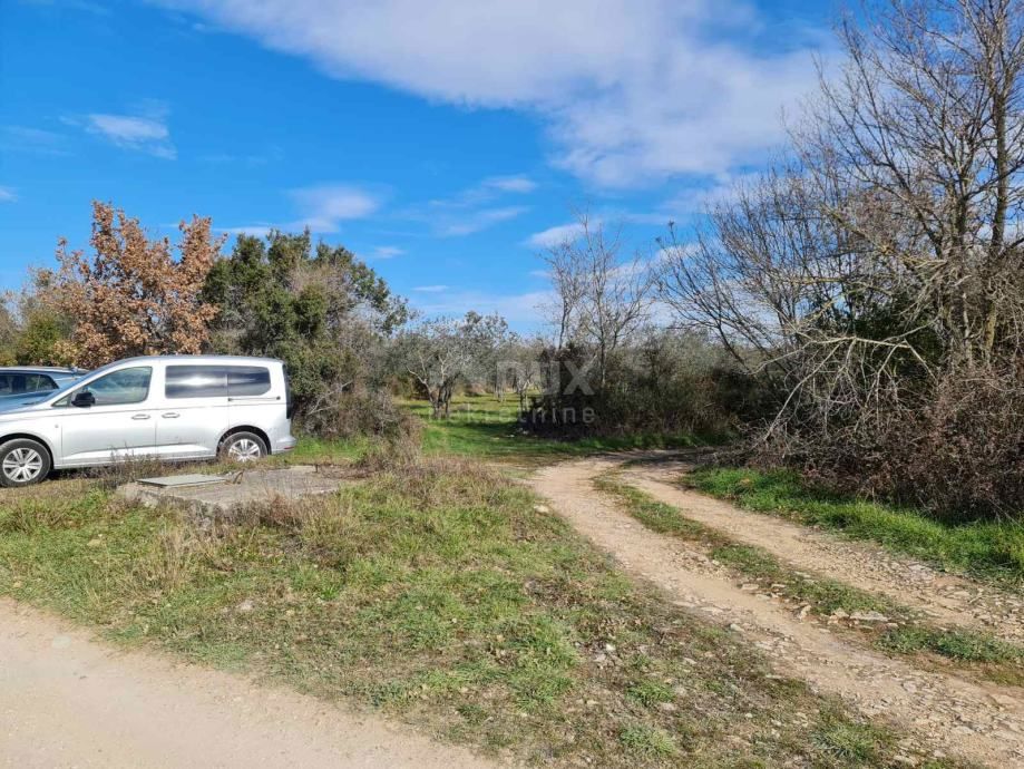 ISTRA, FAŽANA - Čudovit oljčnik z istrskim kažunom 3.170 m2