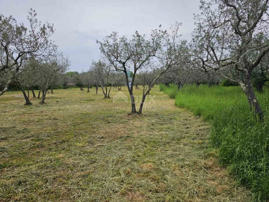 ISTRA, FAŽANA - Čudovit oljčnik z istrskim kažunom 3.170 m2