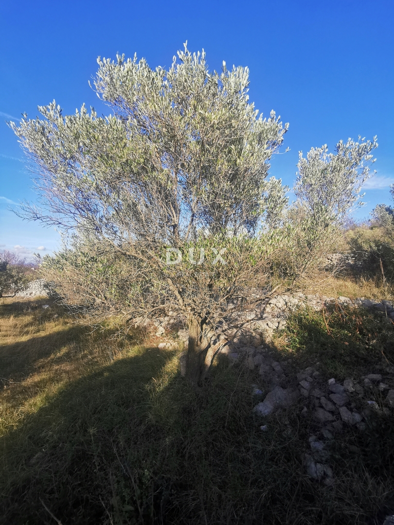 OTOK KRK, PUNAT - Kmetijska zemljišča