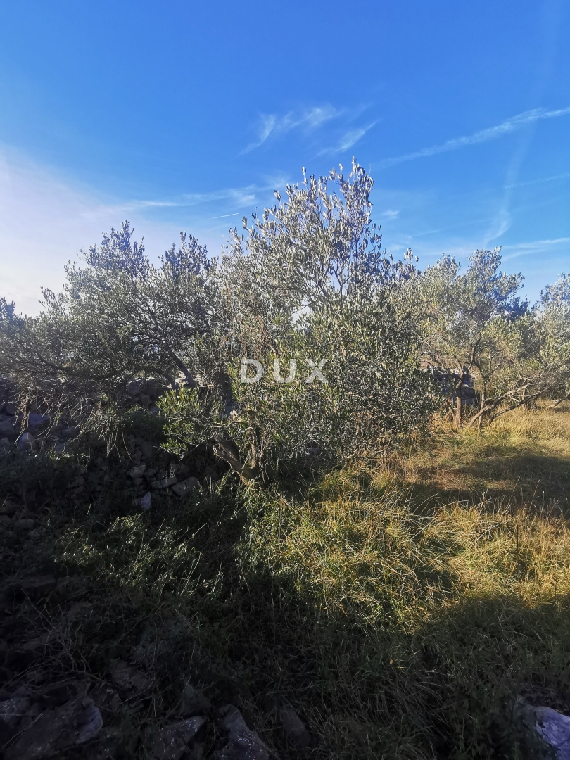 OTOK KRK, PUNAT - Kmetijska zemljišča