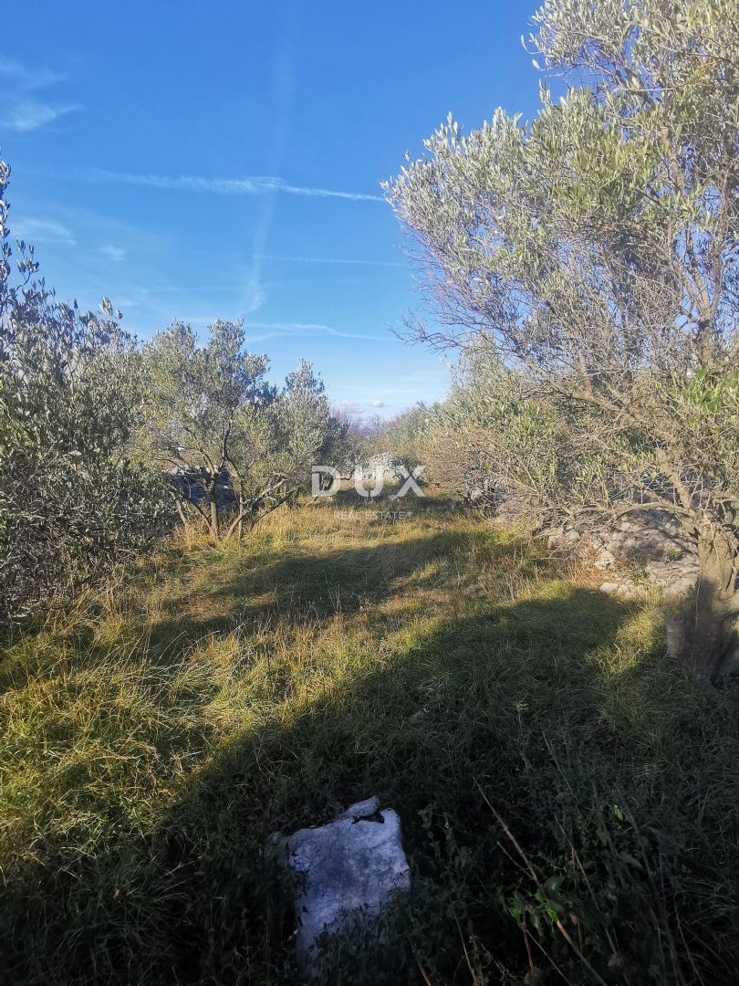 OTOK KRK, PUNAT - Kmetijska zemljišča