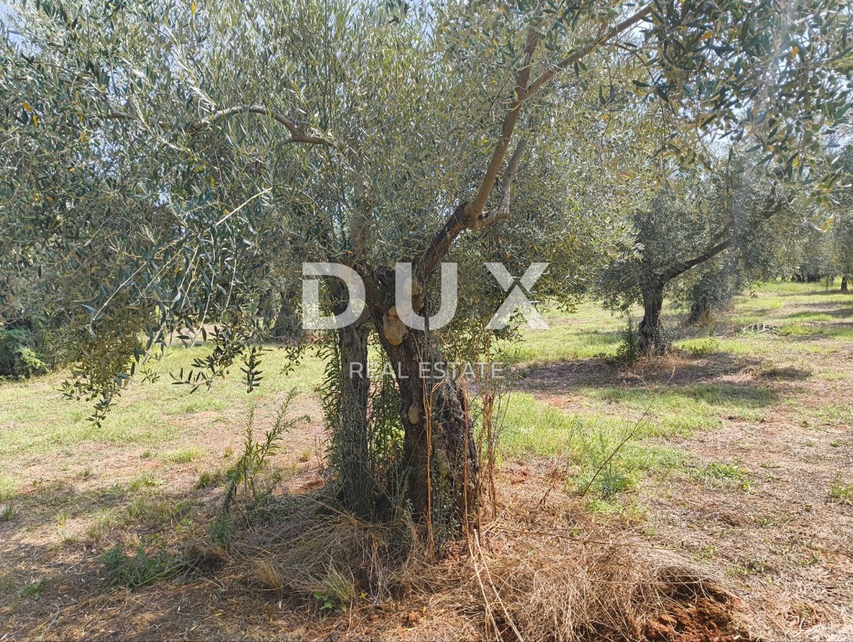 Zemljišče Labinci, Kaštelir-Labinci, 32.150m2