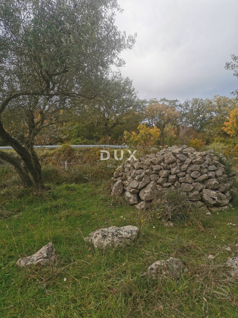 OTOK KRK, MESTO KRK - Maslinik