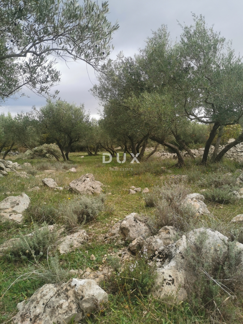 OTOK KRK, MESTO KRK - Maslinik