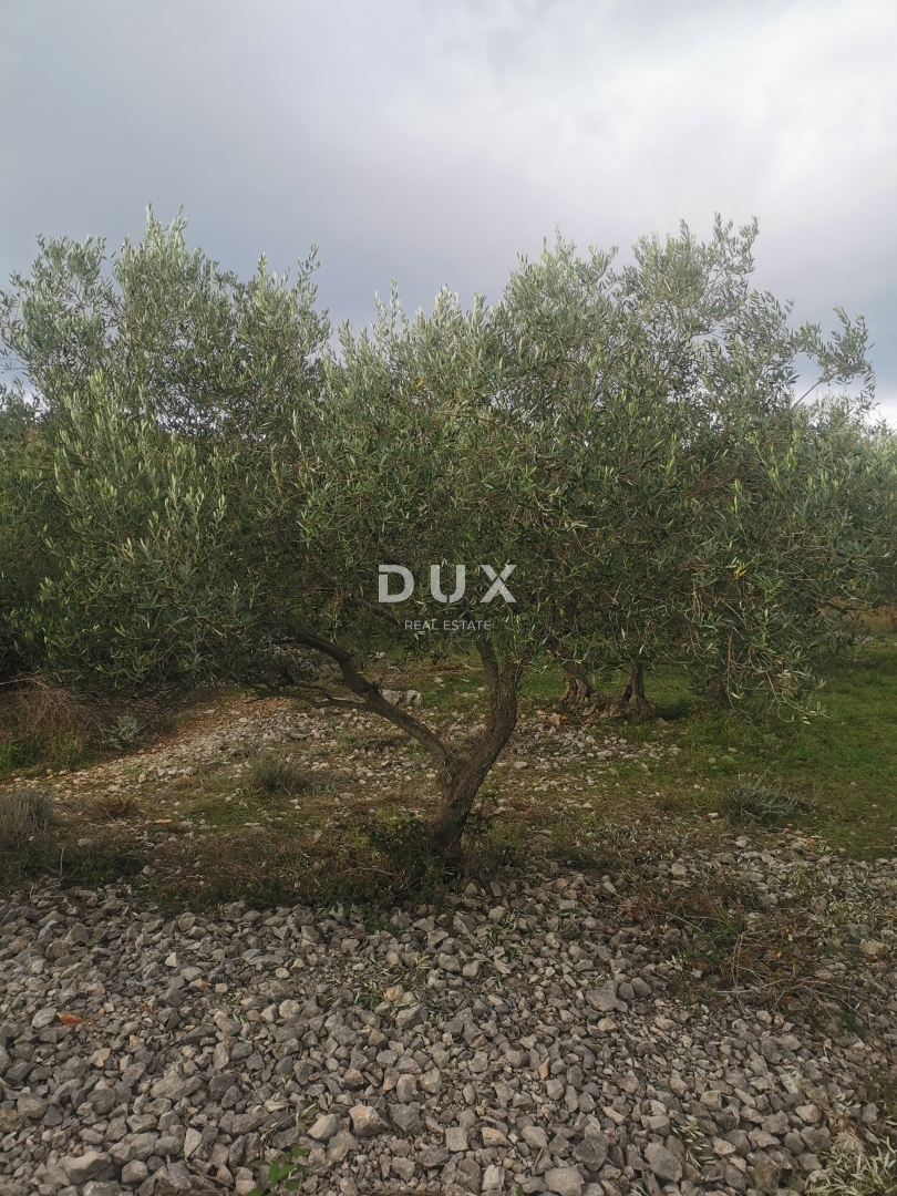 OTOK KRK, MESTO KRK - Maslinik