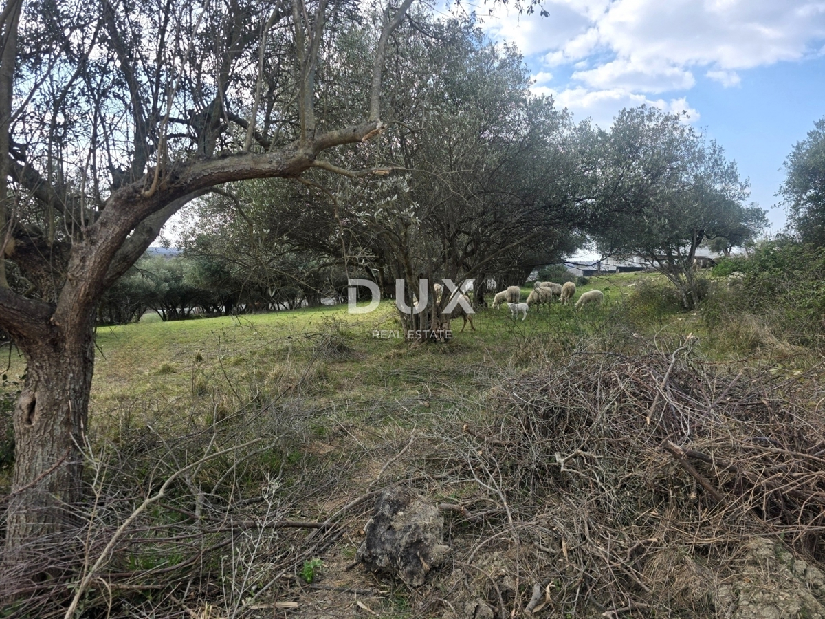 ISTRA, BUJE - Gradbeno zemljišče s panoramskim razgledom