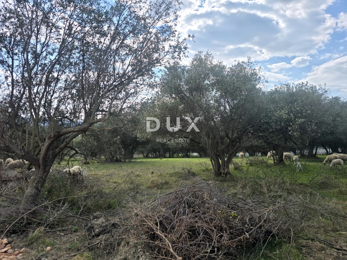 ISTRA, BUJE - Gradbeno zemljišče s panoramskim razgledom