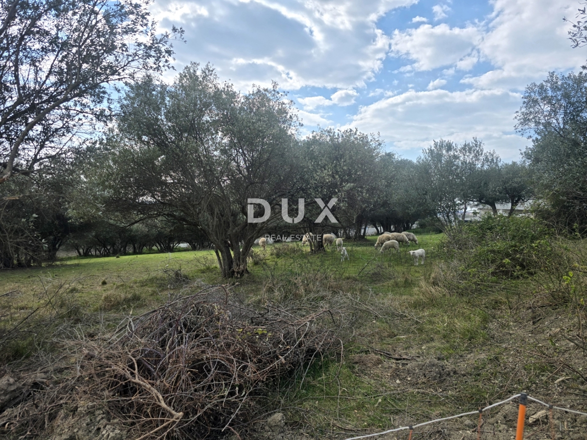 ISTRA, BUJE - Gradbeno zemljišče s panoramskim razgledom