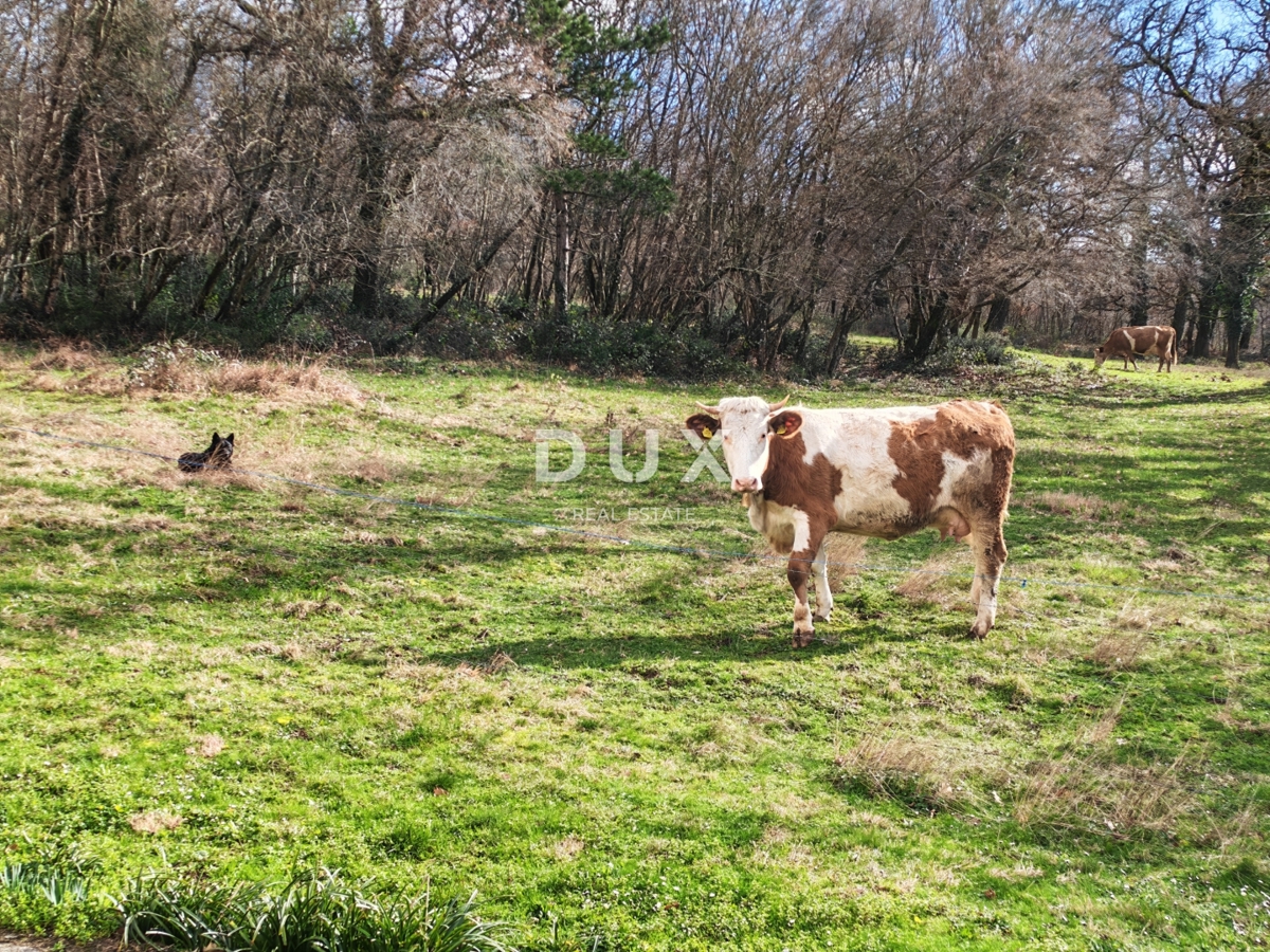 ISTRA, BOLJUN - Hiša z dvema apartmajema v osrčju Istre
