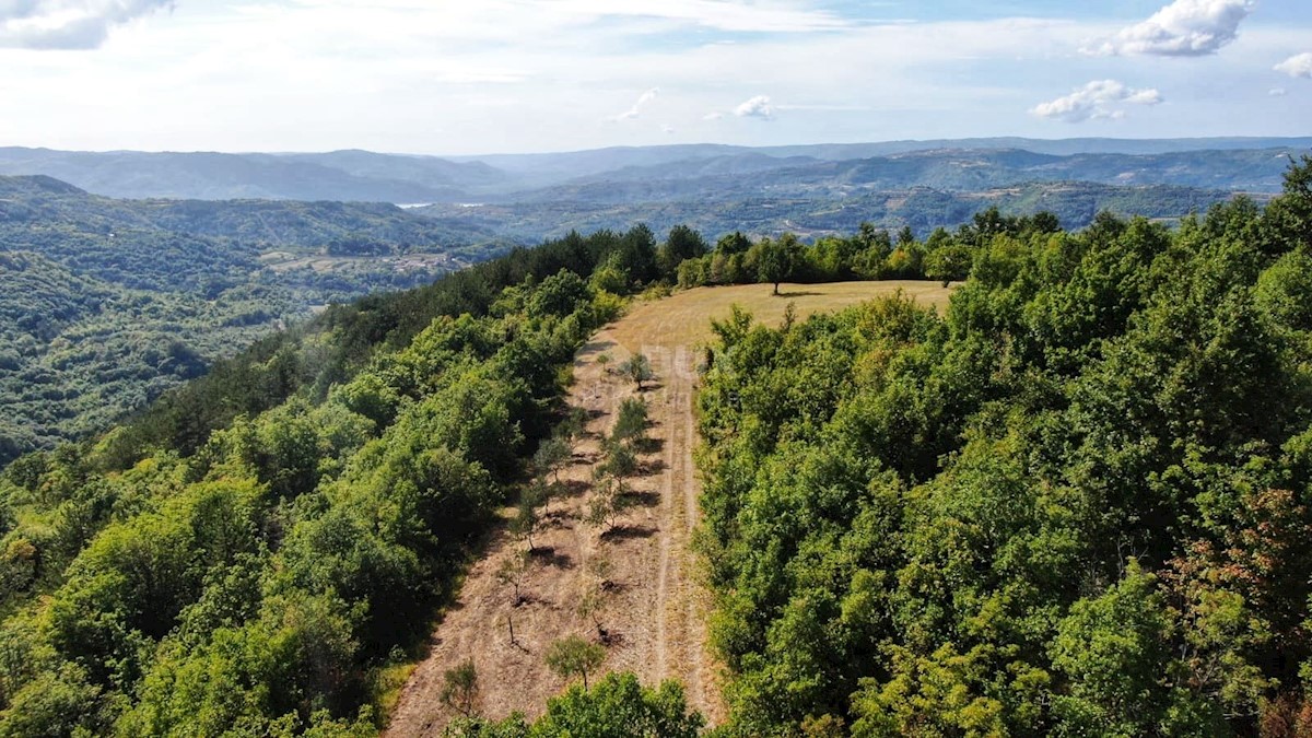 ISTRA, CEROVLJE - Prostrano kmetijsko zemljišče z oljkami