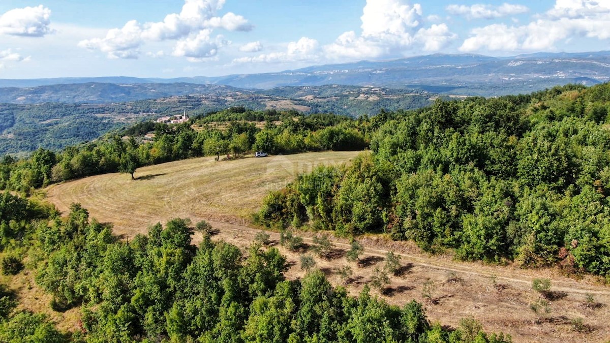 ISTRA, CEROVLJE - Prostrano kmetijsko zemljišče z oljkami