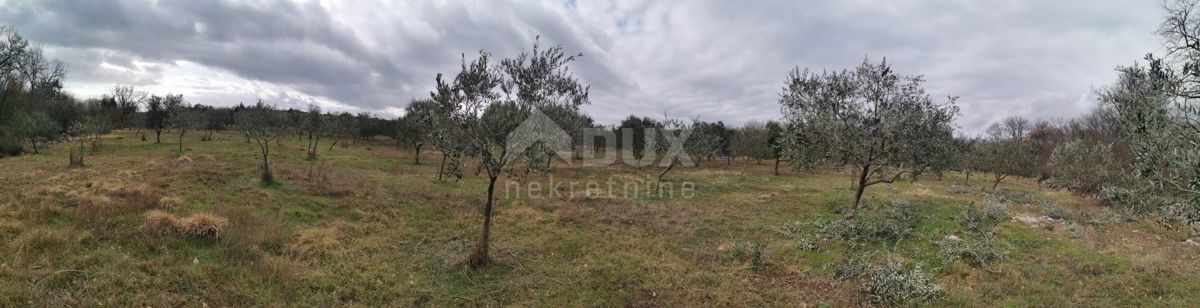 Vrh, Krk, 13.127m2